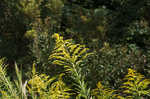 Canada goldenrod